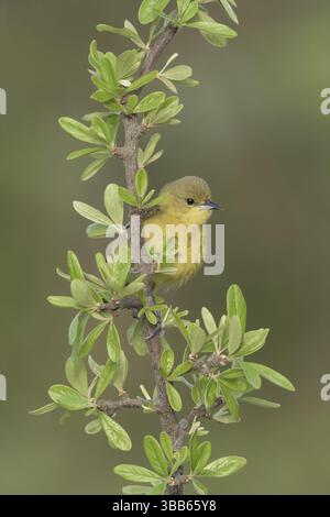 Orchard Oriole (Icterus spurius) weiblich, Texas, USA, Nordamerika Stockfoto
