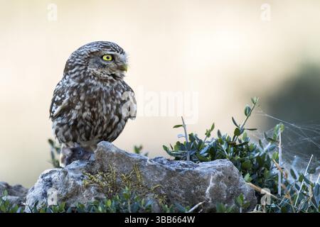 Eulen (Athene noctua), die auf dem Boden mit Mäusebeute thront, Andalusien, Spanien, Europa Stockfoto