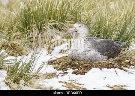Der nördliche Riesensturmvogel (Macronectes halli) nistet auf der Insel Südgeorgien Stockfoto
