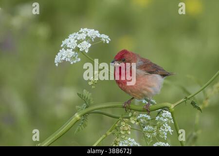 Rosefinch (Carpodacus erythrinus) männlich, Armenien, Asien Stockfoto