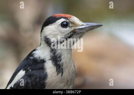 Großspecht (Dendrocopos Major) juveniler, Niedersachsen, Deutschland, Europa Stockfoto