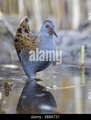 Water Rail (Rallus aquaticus) Futtersuche, Sachsen-Anhalt, Deutschland, Europa Stockfoto