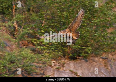Uhu (Bubo bubo) fliegt mit Beute, Nordrhein-Westfalen, Deutschland, Europa Stockfoto