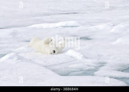 Polarbär (Ursus maritimus), der auf dem Rücken auf Packeis liegt, Svalbard, Norwegen, Europa Stockfoto