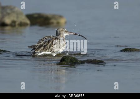 Eurasisches Brachbuckeln (Numenius arquata) Baden, Mecklenburg-Vorpommern, Deutschland, Europa Stockfoto