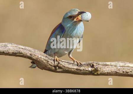 Europäischer Roller (Coracias garrulus), der Stareneier aus seinem Nest entfernt, Kastilien-La Mancha Stockfoto