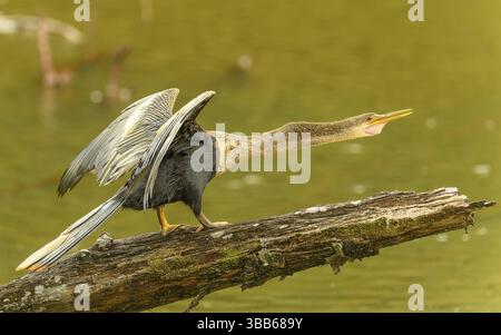 Weiblicher amerikanischer Schlangenhalsvogel (Anhinga anhinga) Stockfoto