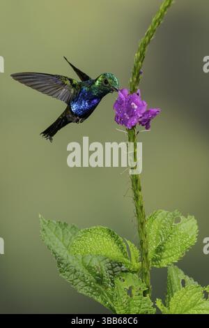 Veilchenbauch Kolibri (Damophila julie) fliegt während der Fütterung an einer Blume im Süden Ecuadors Stockfoto