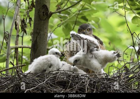 Eurasischer Sparrowhawk (Accipiter nisus) Weibchen mit Küken im Nest, Nordrhein-Westfalen, Deutschland, Europa Stockfoto