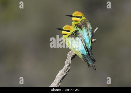 Rainbow Bienenfresser (Merops ornatus) Paar auf einem Zweig, South Australia, Australien, Ozeanien Stockfoto