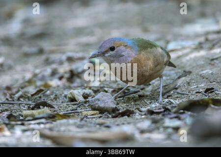 Blaurumpeliger Pitta (Hydrornis Soror), der auf dem Boden sitzt, Di Linh, Vietnam, Asien Stockfoto