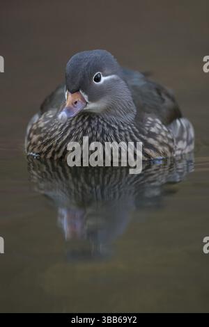Mandarinente (Aix galericulata) weiblich, Nordrhein-Westfalen, Deutschland, Europa Stockfoto