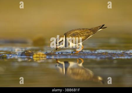 Charadrius hiaticula, Nordrhein-Westfalen, Deutschland, Europa Stockfoto