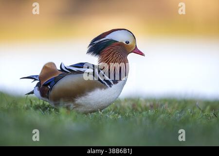 Mandarinente (Aix galericulata) männlich, Sachsen-Anhalt, Deutschland, Europa Stockfoto