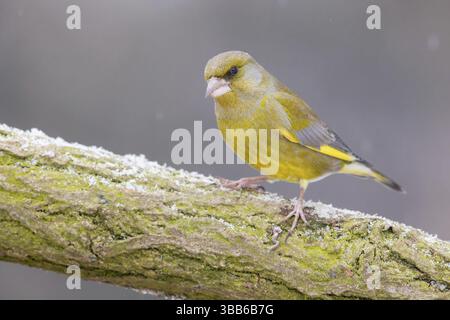 Europäischer Grünfinch (Chloris chloris) männlich auf einem Zweig, Polen, Europa Stockfoto