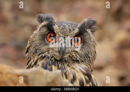 Eurasische Uhu, Bubo Bubo, sitzend auf dem Ast, Wildtierfoto im Wald mit orange Herbstfarben, Slowakei. Vogel im Wald Stockfoto