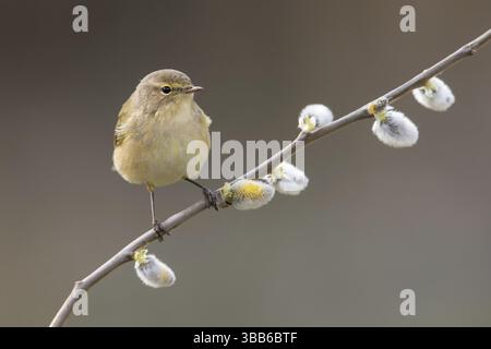 Gemeiner Chiffchaff (Phylloscopus collybita) auf einem Weidenzweig, Polen, Europa Stockfoto