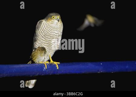Eurasischer Sparrowhawk & Dunnock (Accipiter nisus & Prunella modularis) ein völlig erschöpfter Dunnock hat während einer Messe auf einem Forschungsschiff Zuflucht gefunden Stockfoto