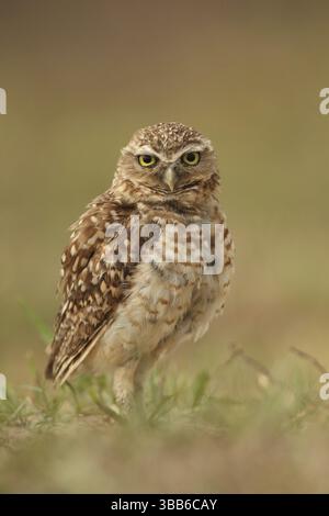 Grabeize (Athene cunicularia), die auf dem Boden thront, Los Llanos, Venezuela, Südamerika Stockfoto