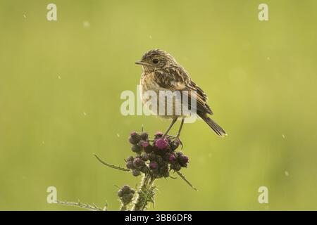 Europäischer Stonechat (Saxicola rubicola) juvenile, Bayern, Deutschland, Europa Stockfoto