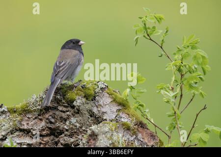 Oregon Junco (Junco hyemalis oreganus), British Columbia, Kanada, Nordamerika Stockfoto