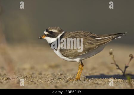 Charadrius hiaticula, Nordrhein-Westfalen, Deutschland, Europa Stockfoto