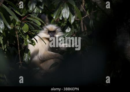 Gees Goldener Langur (Trachypithecus geei) auf Bäumen im Regenwald, Bhutan, Asien Stockfoto