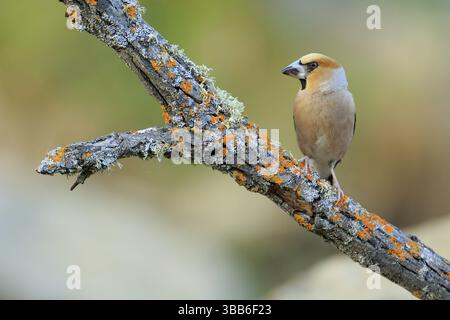 Hawfinch (Coccothraustes coccothraustes) männlich auf Flechtenzweig, Andalusien, Spanien, Europa Stockfoto