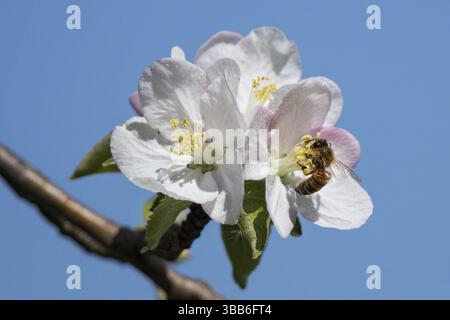 Honigbiene (APIs mellifica) Arbeiter, der Nektar aus der Blüte des Apfelbaums (Pyrus malus) sammelt, Hessen, Deutschland, Europa Stockfoto
