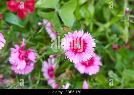 Nahaufnahme von rotem und rosafarbenem porzellanpink, schönen, bunten Gartenblumen mit Rüschen, gekerbten Blüten und süßem Duft, sanfter Fokus Stockfoto