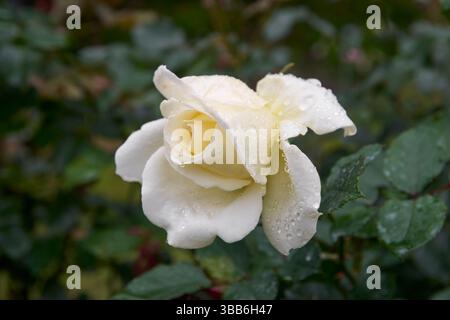 Nahaufnahme der weißen Rose mit Wassertropfen im unscharfen Gartenhintergrund, schöne blühende Blüte aufgenommen in weichem Fokus mit Kopierraum Stockfoto