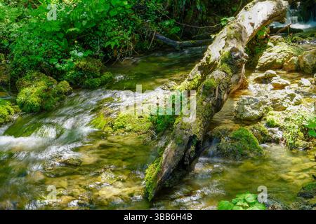 Bergfluss mit niedrigem Wasserstand, Kies mit bunten Buchen-, Aspen- und Ahornblättern. Frische grüne Moossteine und Felsbrocken am Flussufer. Stockfoto