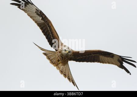 Red Kite (Milvus milvus), im Flug, Kastilien und Leon, Spanien, Europa Stockfoto