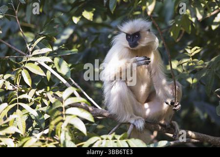 Gees Goldener Langur (Trachypithecus geei) ernährt sich von Bäumen im Regenwald in Bhutan, Asien Stockfoto