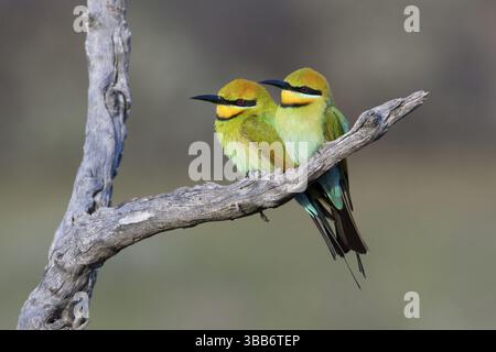 Rainbow Bienenfresser (Merops ornatus) Paar auf einem Zweig, South Australia, Australien, Ozeanien Stockfoto