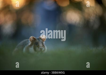 Feldhamster (Cricetus cricetus) auf Wiesensuche, Wien, Österreich, Europa Stockfoto