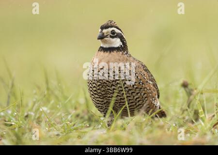 Northern Bobwhite (Colinus virginianus) männlich, Texas, USA, Nordamerika Stockfoto
