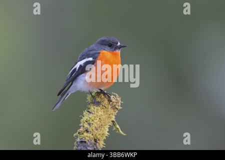 Flame Robin (Petroica phoenicea) männlich, Victoria, Australien, Ozeanien Stockfoto