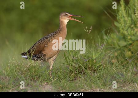 King Rail (Rallus elegans) Calling, Texas, USA, Nordamerika Stockfoto