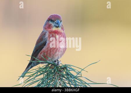 Papageienkreuzschnabel (Loxia pytyopsittacus) männlich auf einem Ast, Niederlande Stockfoto