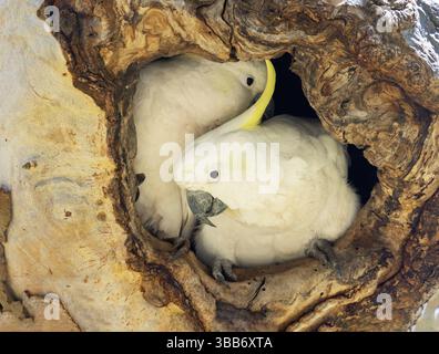 Schwefelkrempelkakatoo (Cacatua galerita) in Nesting Hollow, Victoria, Australien, Ozeanien Stockfoto