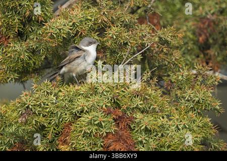 Kleiner Whitethroat (Sylvia curruca) auf einem Busch, Schweden, Europa Stockfoto