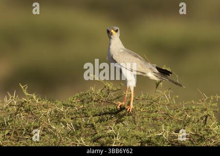 Goshawk (Melierax Metabates), Samburu, Kenia, Afrika Stockfoto