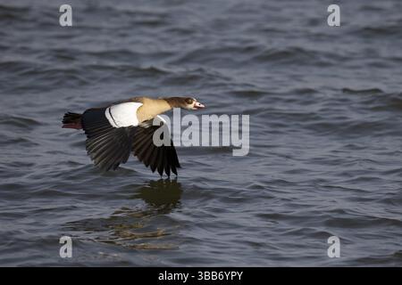 Ägyptische Gans (Alopochen aegyptiaca) fliegen, Awasa-See, Äthiopien, Afrika Stockfoto