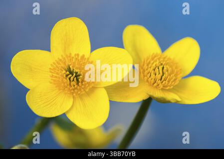 Marsh Ringelblume (Caltha palustris) Nahaufnahme der Blume, Duemmer, Niedersachsen, Deutschland, Europa Stockfoto