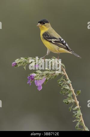Kleiner Goldfinch (Spinus psaltria), männlich auf einem blühenden Zweig, Arizona, USA, Nordamerika Stockfoto