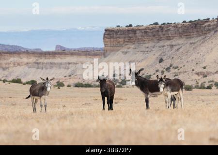 Wilde Burros, San Rafael Swell Stockfoto