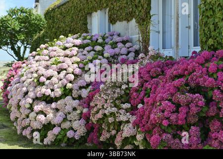 Hortensia, Hortensia, heimisch in Asien im Garten, üppige Hortensien in rosa und weiß vor einer Fensterwand mit Efeu, Rouen, seine-Maritime, Hau Stockfoto