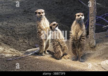 Ein drei Erdmännchen steht in der Nähe eines Felsens im Sand und beobachtet aufmerksam das Gebiet, Erdmännchen (Suricata suricatta), gefangen, in der Abenddämmerung, Stuttgart Stockfoto