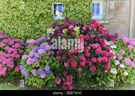 Hortensien, Hortensien, im Garten heimisch in Asien, bunte Hortensien in rosa und lila vor einer in voller Blüte stehenden Hausfassade, Rouen, seine-Mar Stockfoto